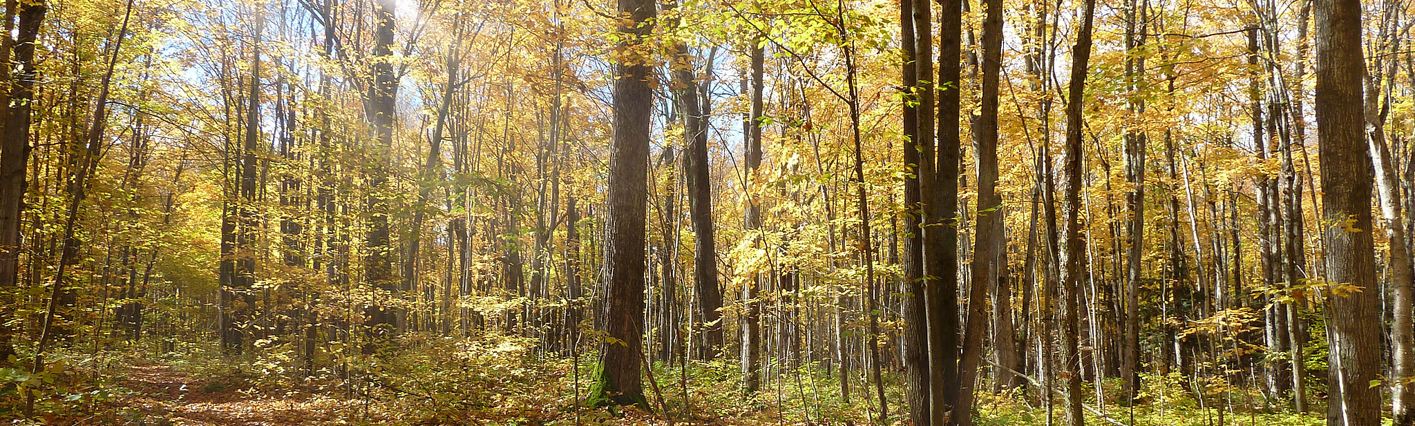 banner for thanks for supporting