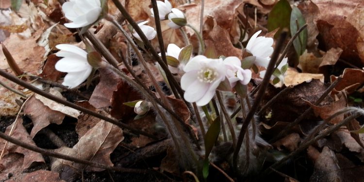 Sharp-lobed Hepatica in bloom