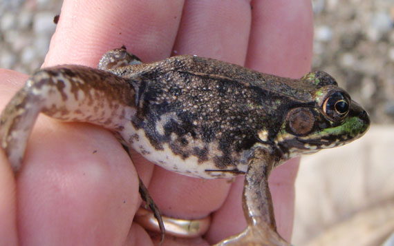 CopelandSpecies Copeland Frog