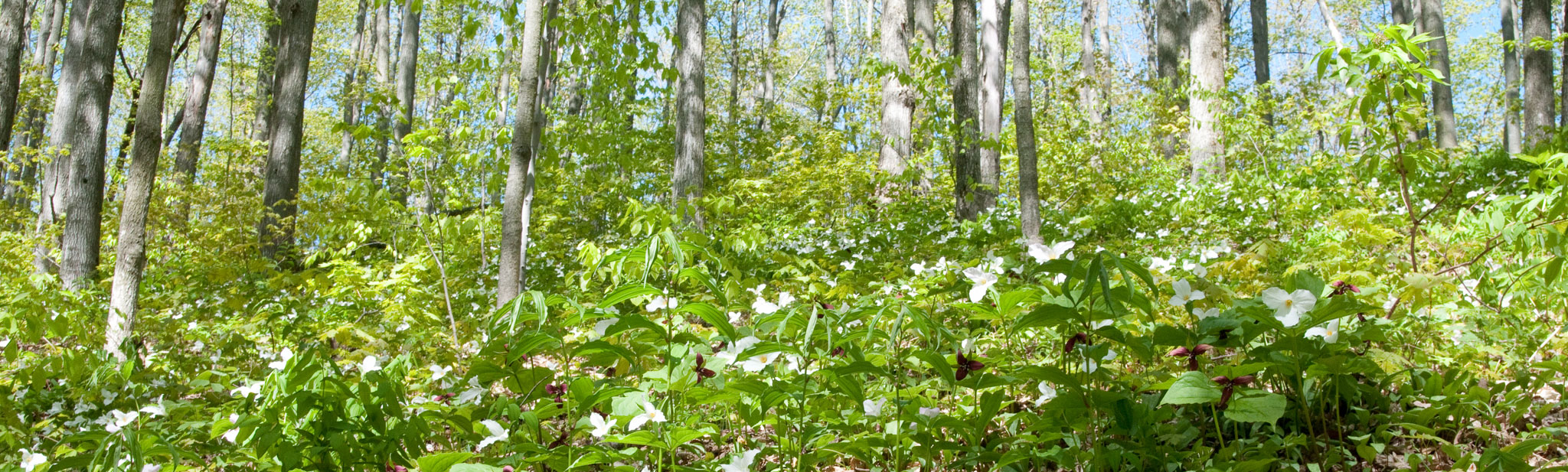 Trilliums in Copeland Forest