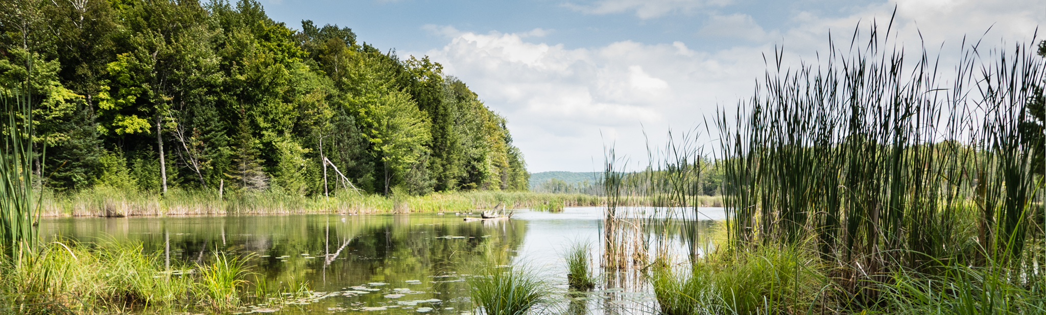Copeland Forest Scene