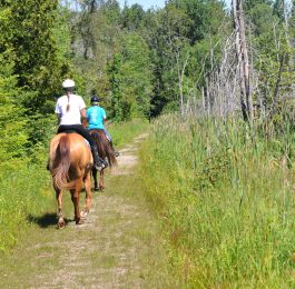 Horseback Riders on the 3rd line of Copeland Forest