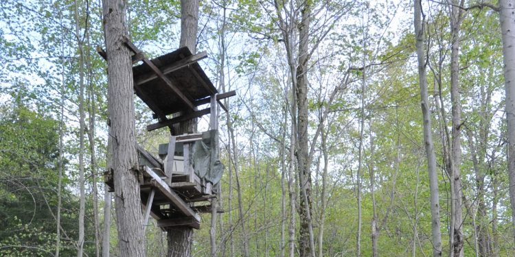 Deer Hunting platform in tree near 5th line
