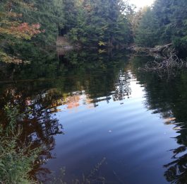 a view to the well known pond in the copeland forest