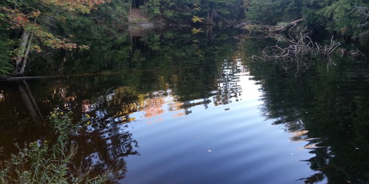 a view to the well known pond in the copeland forest